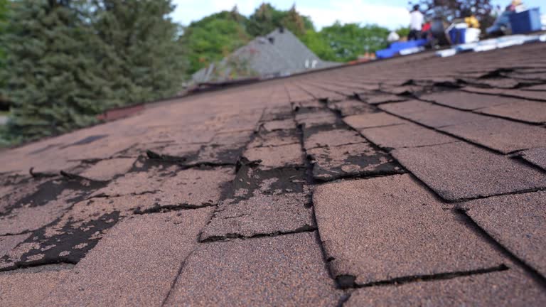 Best Roof Moss and Algae Removal  in Rio Grande, NJ